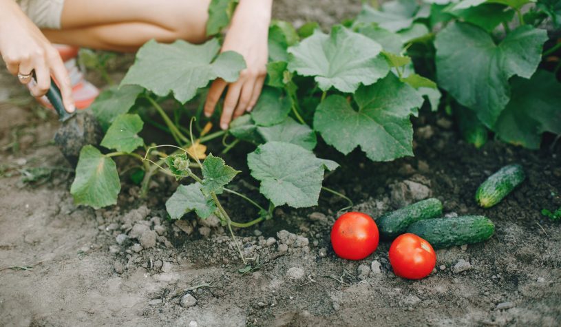 Robimy warzywniak – krok po kroku