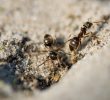 Domowe sposoby na mrówki w ogrodzie