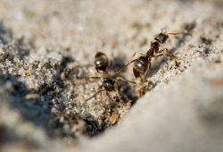 Domowe sposoby na mrówki w ogrodzie