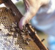 Jak zrobić domek dla pszczół?