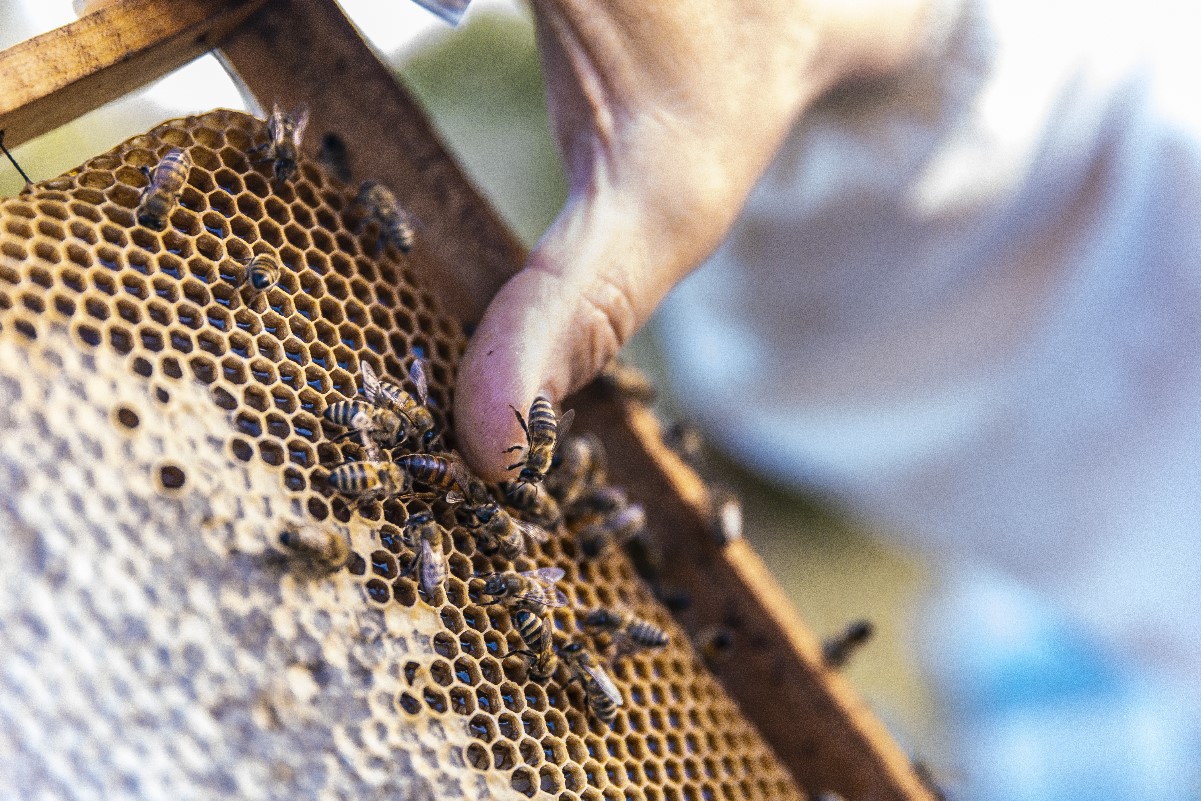 Jak zrobić domek dla pszczół?