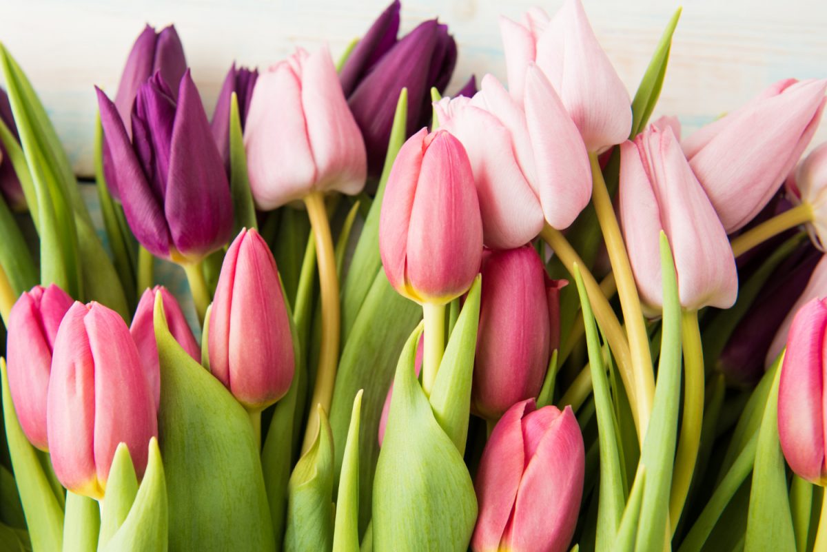Tulipany silikonowe – jakie wyjątkowe dekoracje DIY można z nich zrobić?