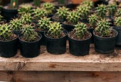 Jak dbać o kaktusy doniczkowe?