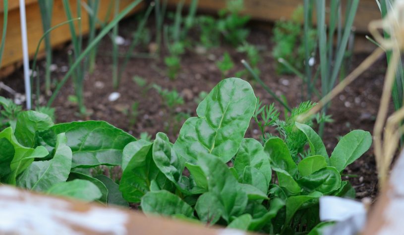 Jak zbudować własne podwyższone grządki warzywne?