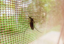 Co zrobić, żeby do domu nie wlatywały komary?