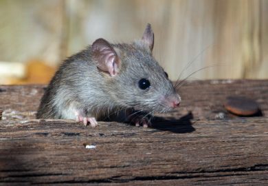 Preparaty na szczury i myszy — szeroki wybór produktów do zwalczania szkodników
