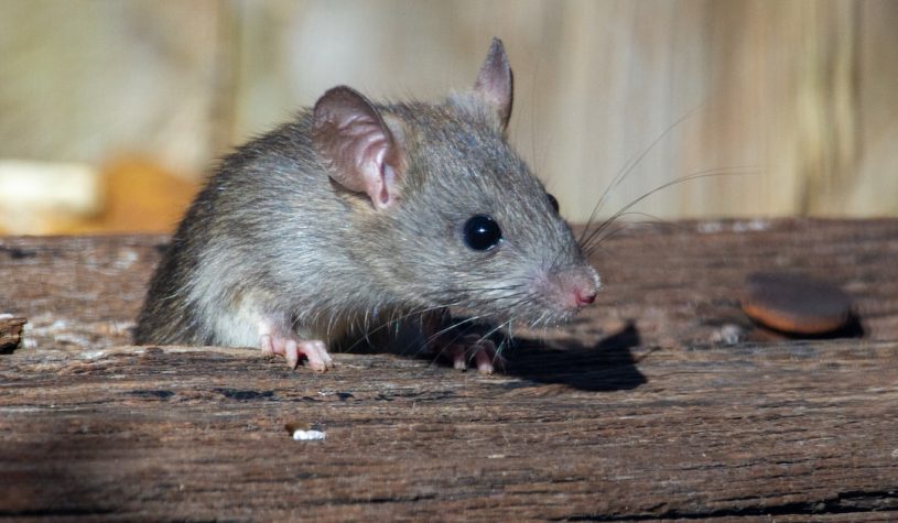 Preparaty na szczury i myszy — szeroki wybór produktów do zwalczania szkodników