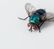Skuteczny i bezpieczny sposób na pozbycie się much – oprysk na muchy!