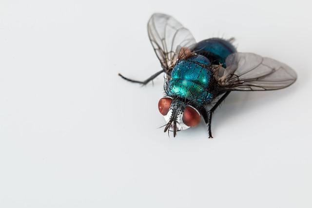 Skuteczny i bezpieczny sposób na pozbycie się much – oprysk na muchy!
