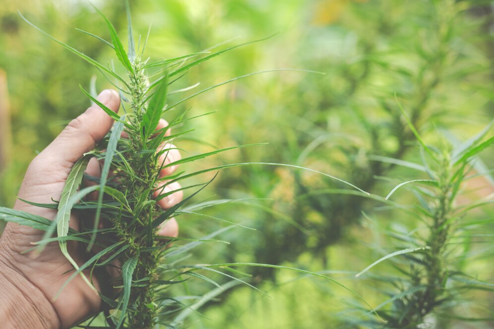 Rodzaje kannabinoidów i ich wpływ na organizm